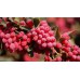 Barberry