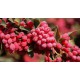 Barberry